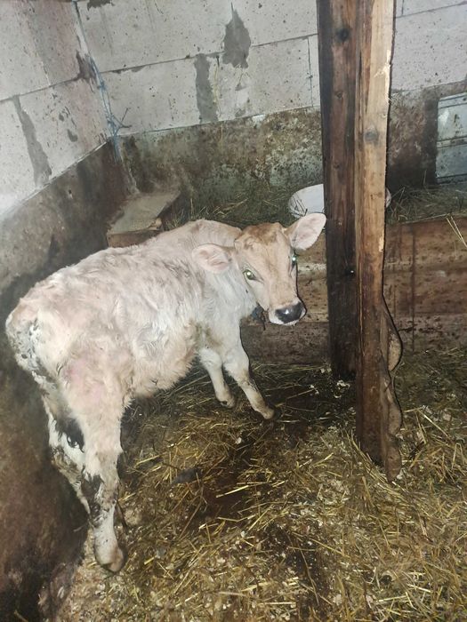 Vitei semi întarcati