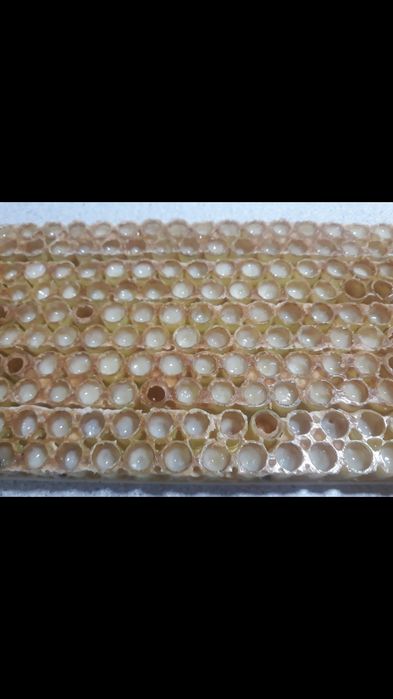 Laptisor De Matca Pur Românesc , miere , polen ,propolis !