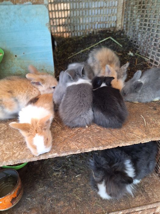 Iepurasi cap de leu pitic