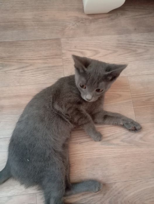 Коты дам в добрые руки