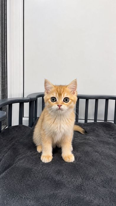 Pui de pisică British Shorthair, culoare golden, își caută o familie iubitoare.