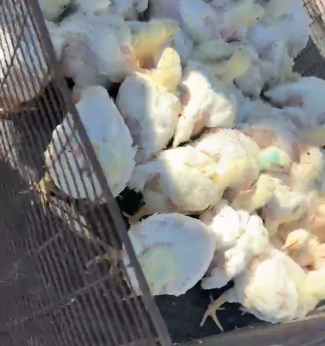 Бройлеры подрощенные