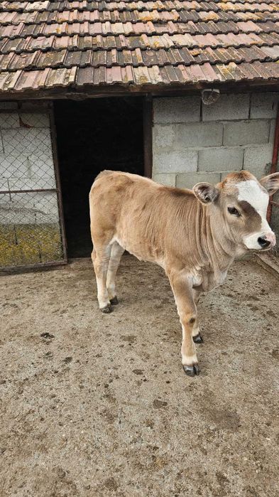 Vand vițică 2 luni