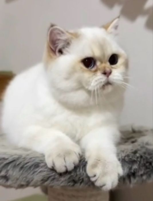 britan ny1133 muwuk ogilbola sotiladi