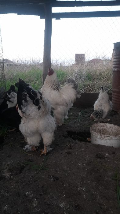 Продам яицо брама для инкубаци