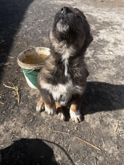 Щенки Алабай девочки, ұрғашы