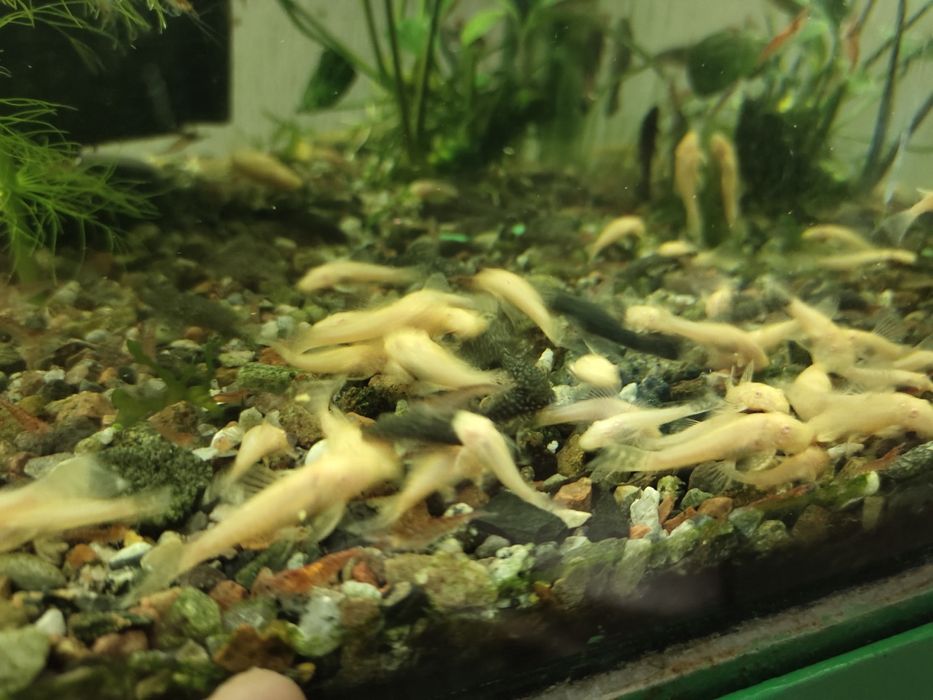 Аквариумных рыб анцыструсы