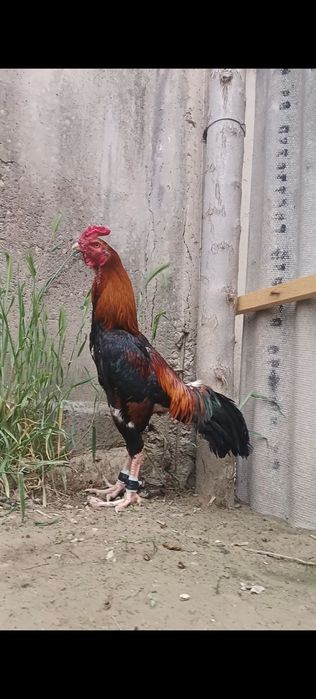 Дакан петух Шолпан