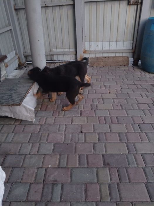 Продам или обмен сучку овчарки!