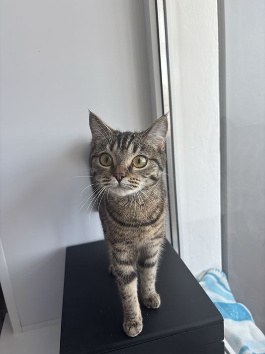 Отдам кошку в добрые руки