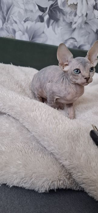 Канадский сфинкс