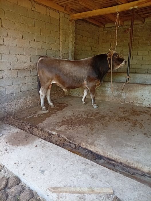 Toza shevet nasilka ham boqishga ham yaxshi