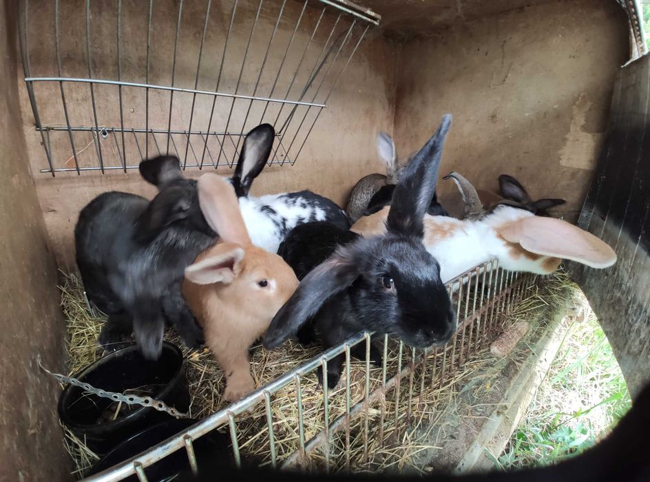 Super oferta : cei mai  buni iepuri la cele mai bune preturi