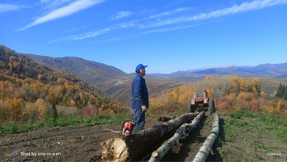 Спил аварийных деревьев