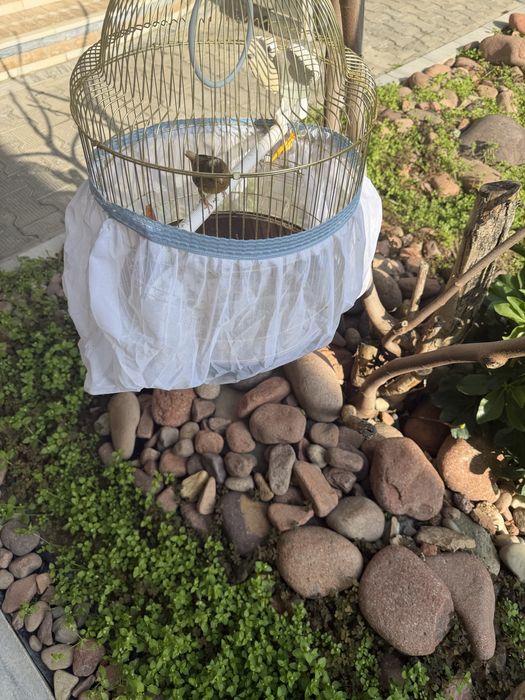 Продается канарейка вместе с клеткой