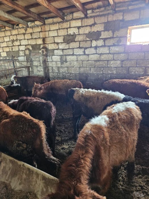 11 бас баспак сатылад