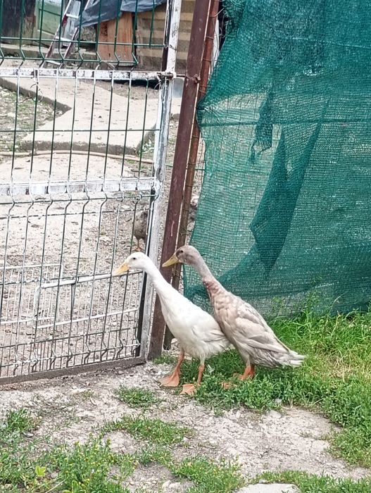 Rațe indiene caută căsuța nouă