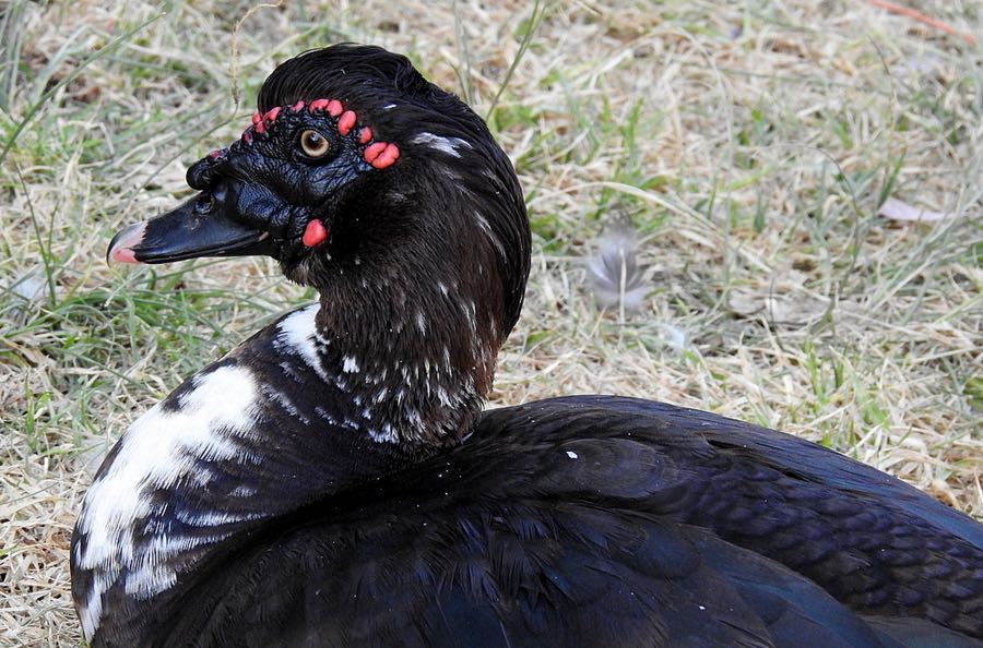 Юқори сифатли тухум ва гўшт йўналишидаги индоуткалар сотилади! Срочно!