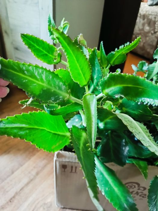 Каланхое лечебное