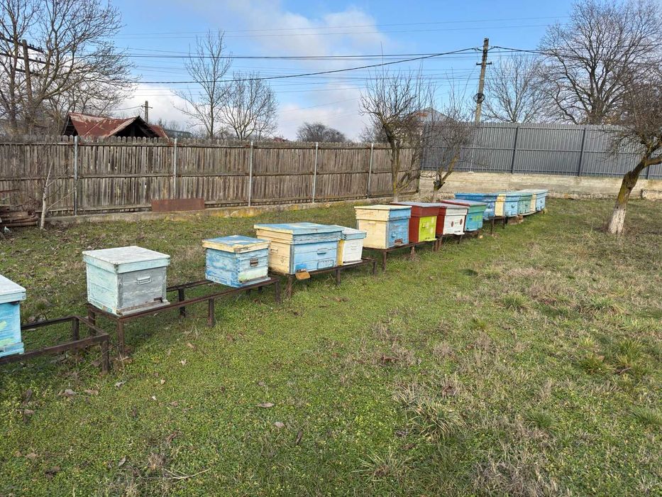 Vând 10-15 familii de albine din 25 disponibile (pe alese)