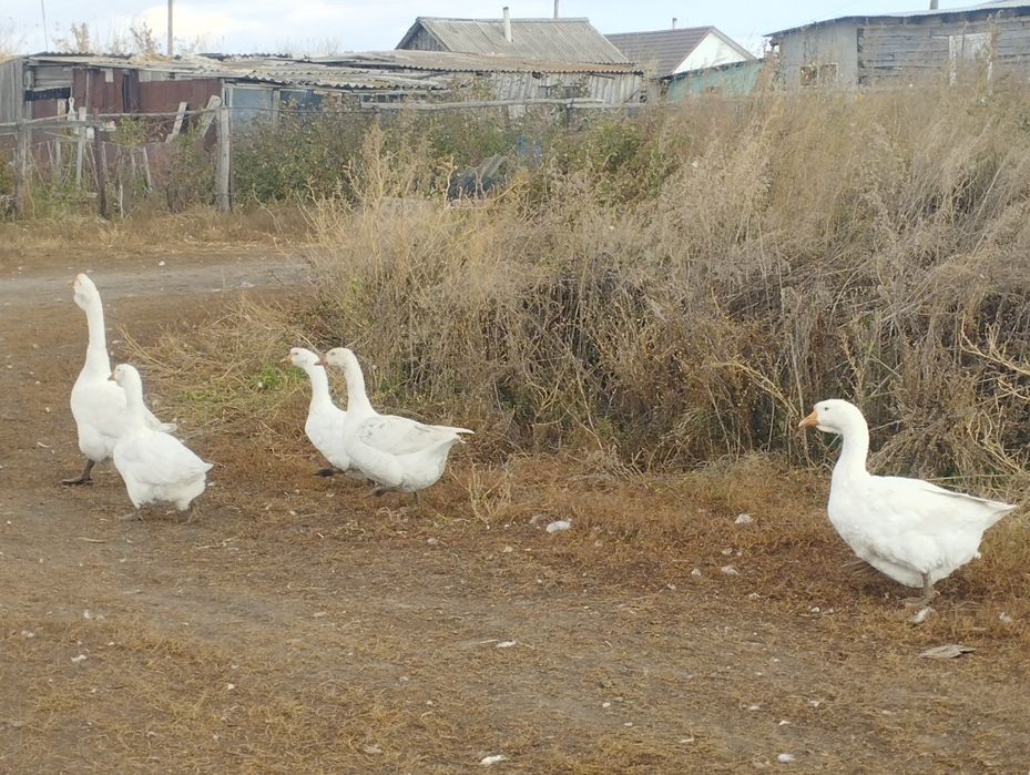 Продам    гусей  породестых