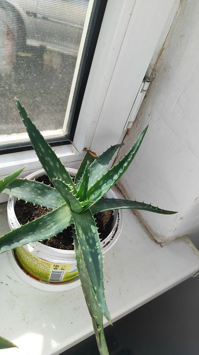 Алоэ комнатное растение