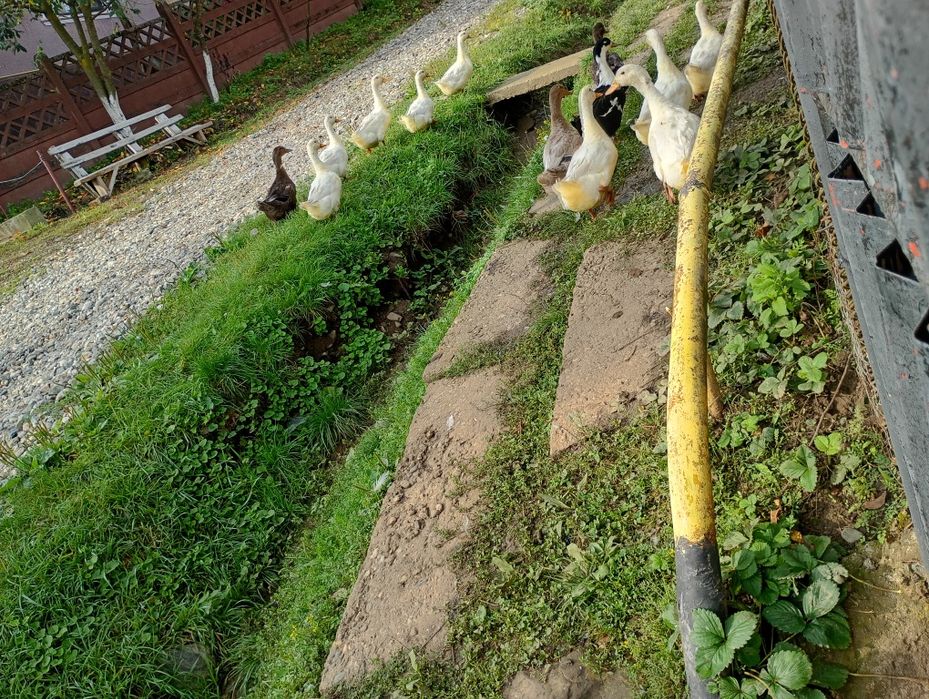 Rațe de casă,de vânzare 90 de lei buc