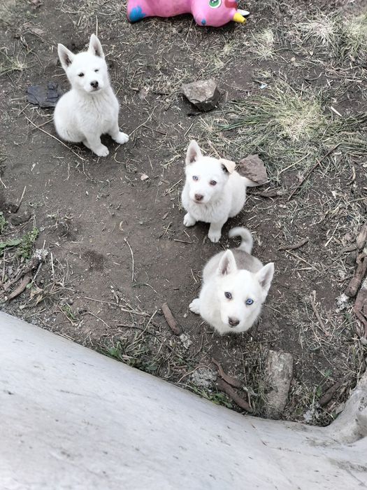 Щенки лайки, белые серые