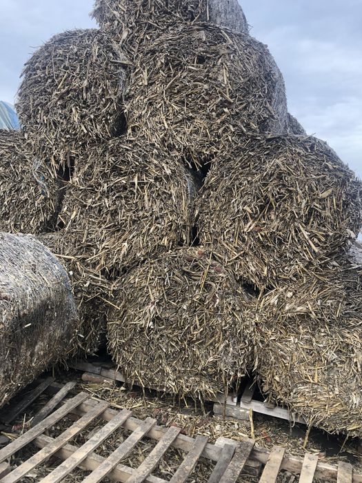 Vand baloti de paie de grâu si baloti de tulei