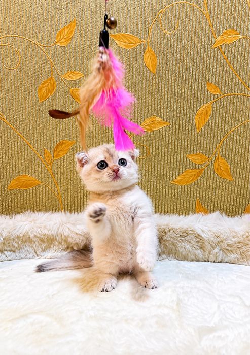 Манчкин Munchkin ellit