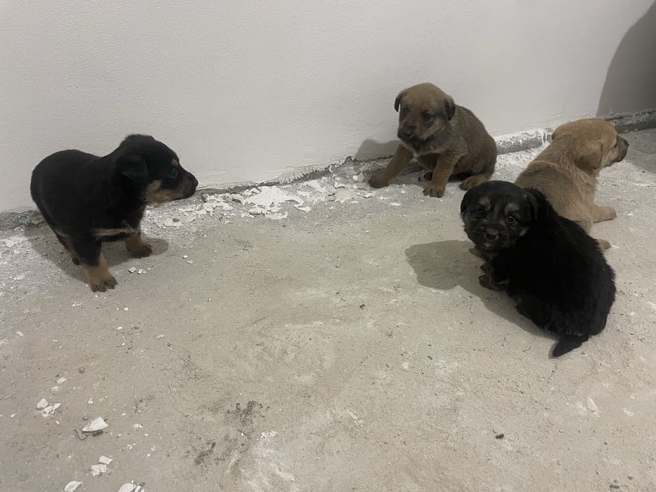 Donez  Catelusi 7 saptamani