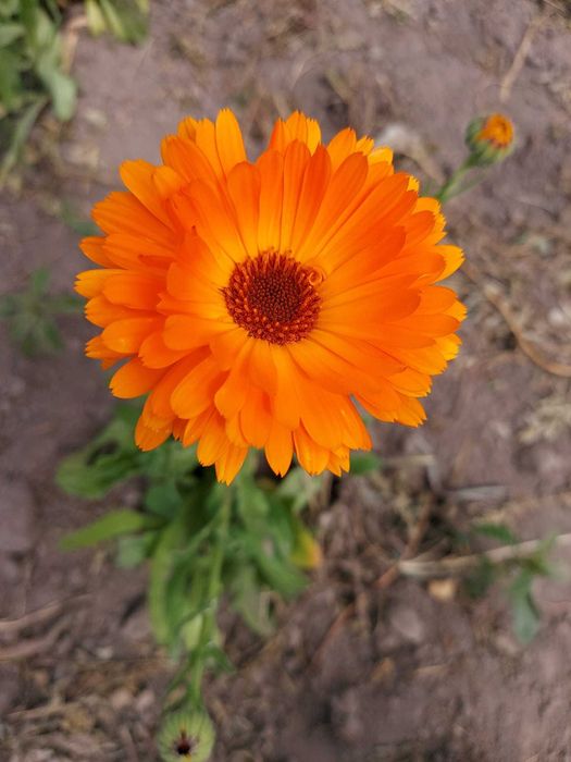 Vând sămânță de galbenele și foare