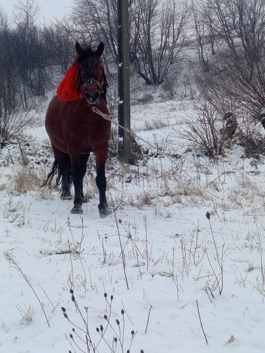 Schimb armăsar cu iapă