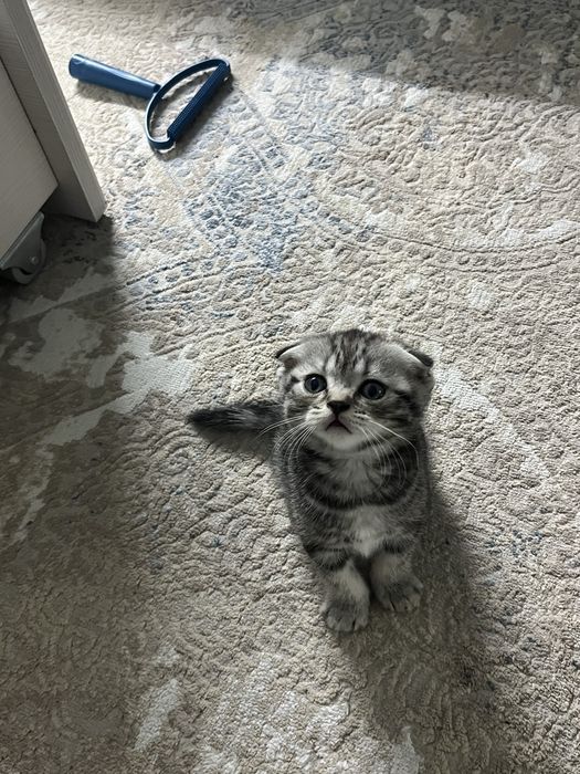 шотландские котята