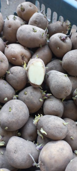 Картофель домашний семенной , ведро 3000