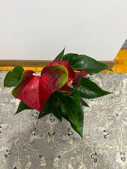 Антюрум гигант сорт