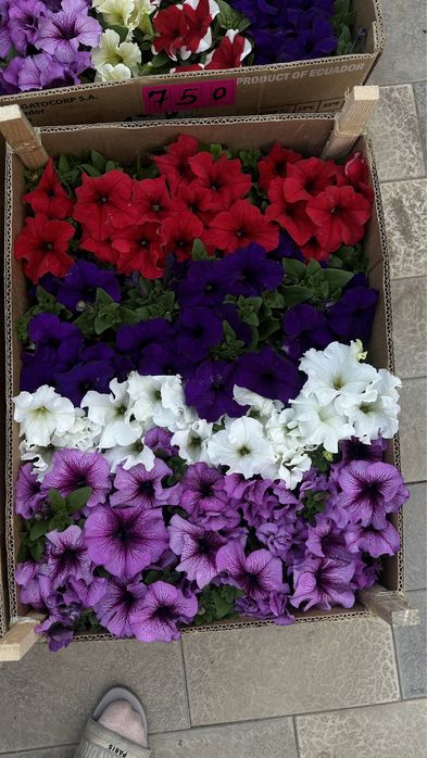 петуния цветы алматы