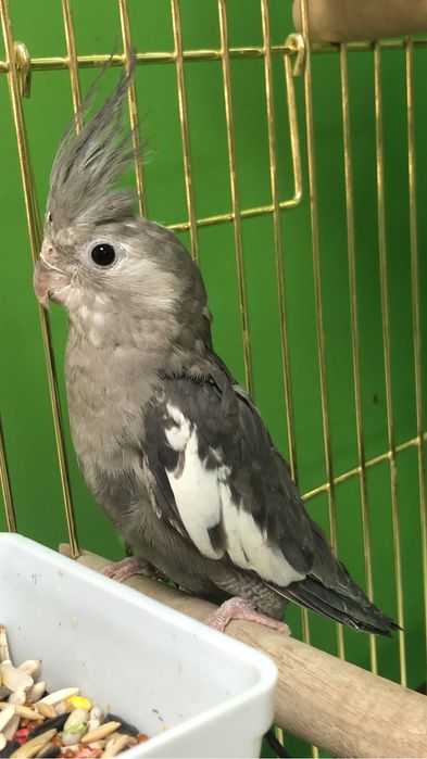 Карелла попугай молодые