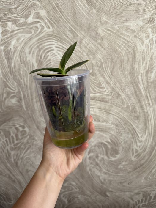 Орхидея фаленопсис