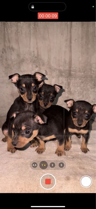 Продается щенки мини тойтерьер