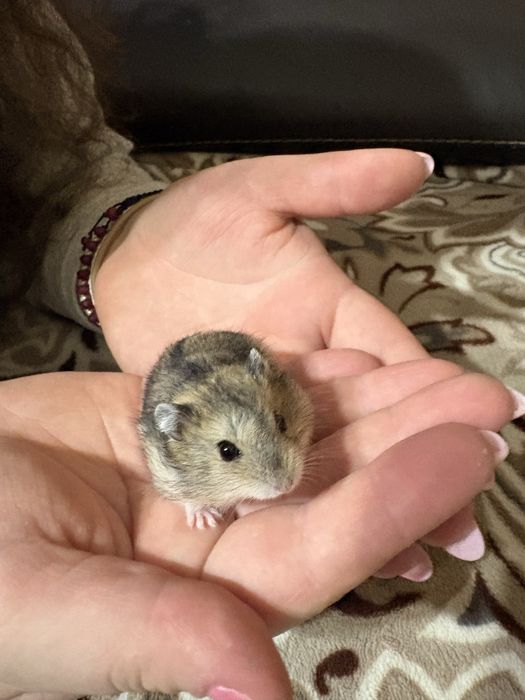 Donez pui de hamster pitic