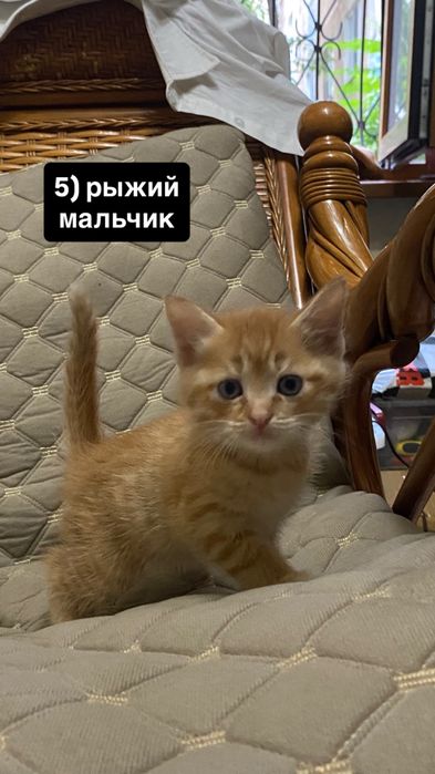 отдам милых котят