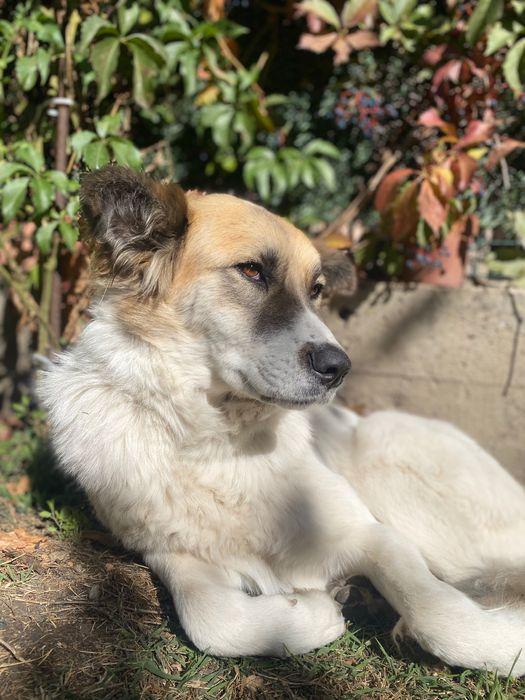 Рошаво женско куче търси дом