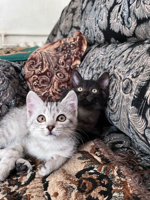 Отдам котят в добрые руки