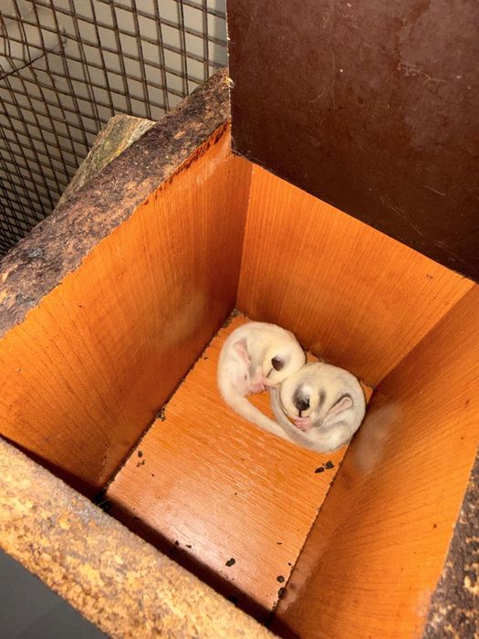 Sugar glider/ veveverita zburatoare puiuti