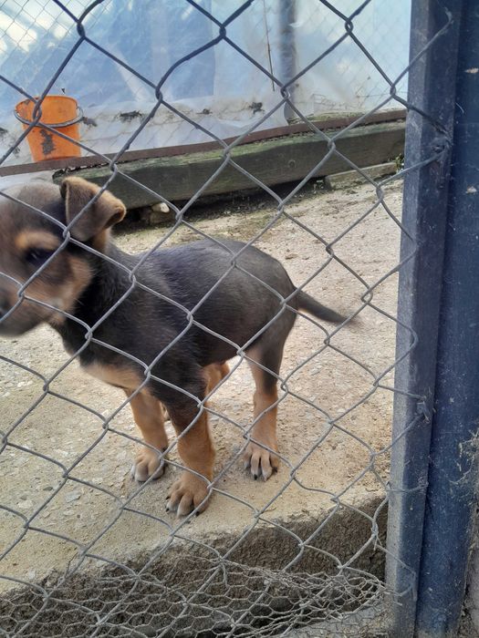 Подарявам куче смеска мъжко