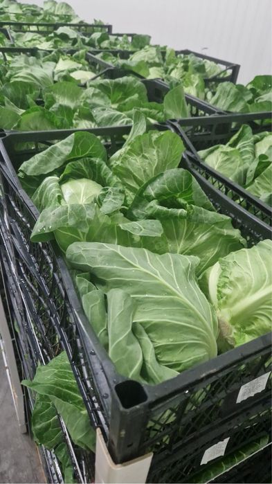 Varza proaspata import