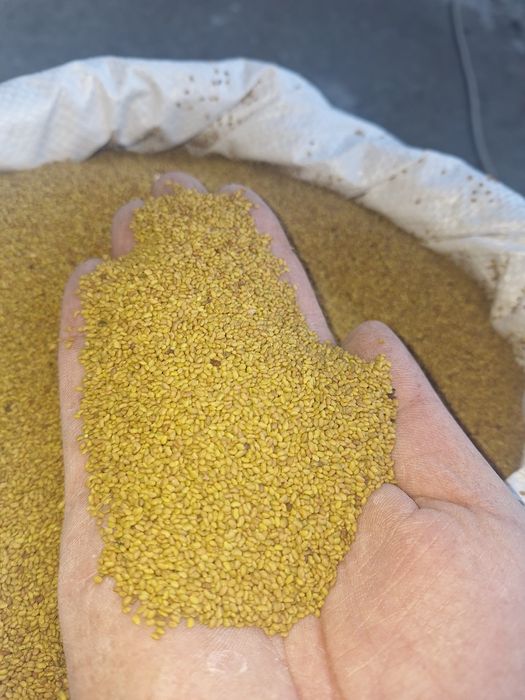 Samanta Lucerna Selectat si Descuscutata recolta 2025