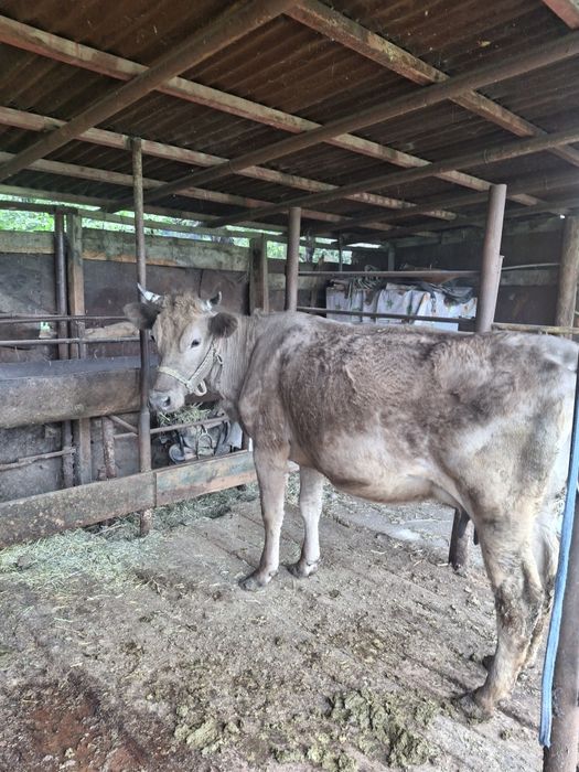 Продам дойную корову