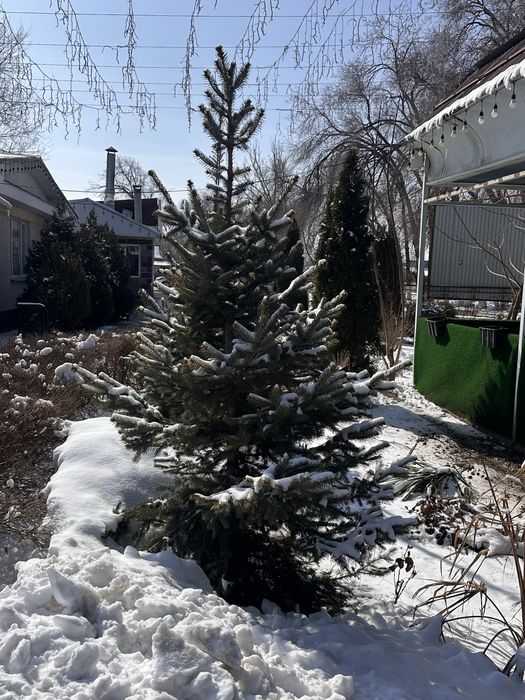 Елка  готовый живой